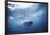 South Africa, Great White Shark Swimming in Sea-Stuart Westmorland-Framed Photographic Print