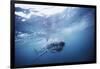 South Africa, Great White Shark Swimming in Sea-Stuart Westmorland-Framed Photographic Print