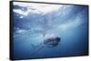 South Africa, Great White Shark Swimming in Sea-Stuart Westmorland-Framed Stretched Canvas