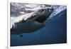 South Africa, Great White Shark with its Mouth Open-Stuart Westmorland-Framed Photographic Print