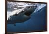 South Africa, Great White Shark with its Mouth Open-Stuart Westmorland-Framed Photographic Print