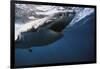 South Africa, Great White Shark with its Mouth Open-Stuart Westmorland-Framed Photographic Print