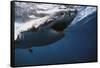 South Africa, Great White Shark with its Mouth Open-Stuart Westmorland-Framed Stretched Canvas