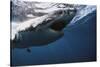 South Africa, Great White Shark with its Mouth Open-Stuart Westmorland-Stretched Canvas