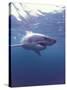 South Africa Great White Shark-Michele Westmorland-Stretched Canvas