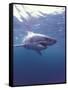 South Africa Great White Shark-Michele Westmorland-Framed Stretched Canvas