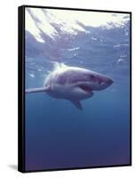 South Africa Great White Shark-Michele Westmorland-Framed Stretched Canvas