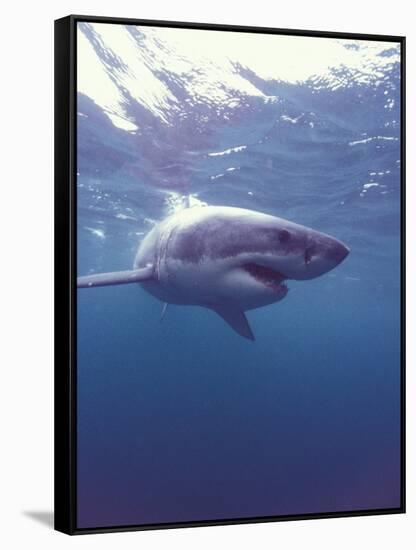 South Africa Great White Shark-Michele Westmorland-Framed Stretched Canvas