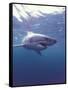 South Africa Great White Shark-Michele Westmorland-Framed Stretched Canvas