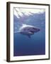 South Africa Great White Shark-Michele Westmorland-Framed Premium Photographic Print