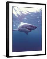 South Africa Great White Shark-Michele Westmorland-Framed Premium Photographic Print