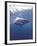 South Africa Great White Shark-Michele Westmorland-Framed Premium Photographic Print