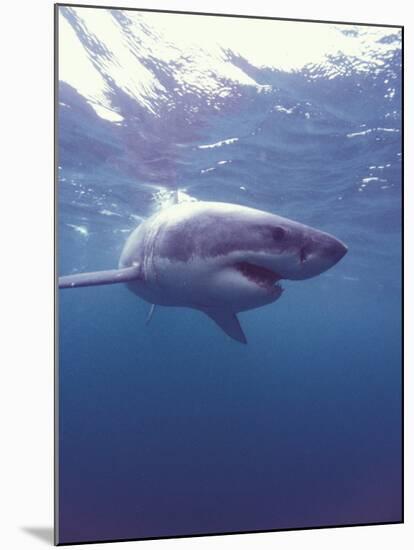 South Africa Great White Shark-Michele Westmorland-Mounted Premium Photographic Print