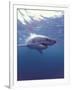 South Africa Great White Shark-Michele Westmorland-Framed Premium Photographic Print