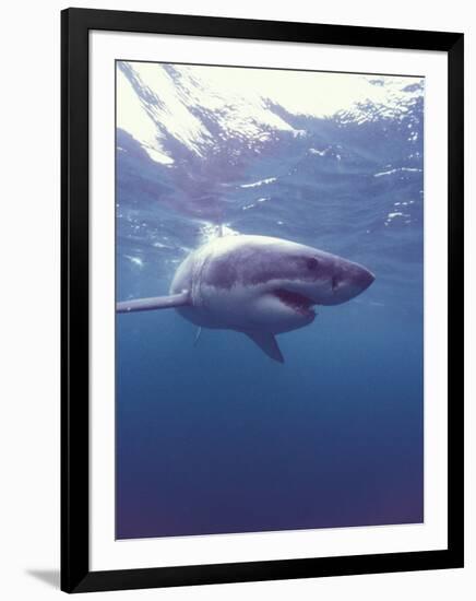 South Africa Great White Shark-Michele Westmorland-Framed Premium Photographic Print