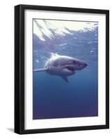 South Africa Great White Shark-Michele Westmorland-Framed Photographic Print