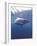 South Africa Great White Shark-Michele Westmorland-Framed Photographic Print