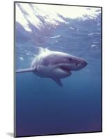 South Africa Great White Shark-Michele Westmorland-Mounted Photographic Print