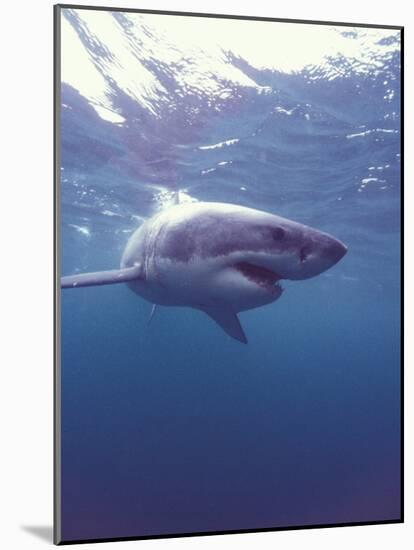 South Africa Great White Shark-Michele Westmorland-Mounted Photographic Print