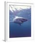 South Africa Great White Shark-Michele Westmorland-Framed Photographic Print