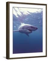 South Africa Great White Shark-Michele Westmorland-Framed Photographic Print