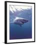 South Africa Great White Shark-Michele Westmorland-Framed Photographic Print