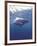 South Africa Great White Shark-Michele Westmorland-Framed Photographic Print