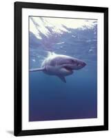 South Africa Great White Shark-Michele Westmorland-Framed Photographic Print