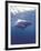 South Africa Great White Shark-Michele Westmorland-Framed Photographic Print