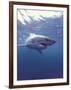 South Africa Great White Shark-Michele Westmorland-Framed Photographic Print