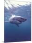 South Africa Great White Shark-Michele Westmorland-Mounted Photographic Print