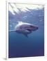 South Africa Great White Shark-Michele Westmorland-Framed Photographic Print