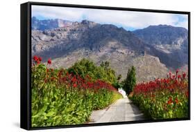 South Africa, Hex River Valley-Catharina Lux-Framed Stretched Canvas