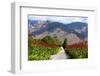 South Africa, Hex River Valley-Catharina Lux-Framed Photographic Print