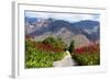 South Africa, Hex River Valley-Catharina Lux-Framed Photographic Print