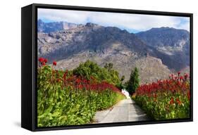 South Africa, Hex River Valley-Catharina Lux-Framed Stretched Canvas