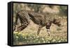 South Africa, Kalahari Gemsbok National Park, Cheetah Walks in Field of Flowers-Paul Souders-Framed Stretched Canvas