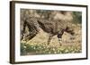 South Africa, Kalahari Gemsbok National Park, Cheetah Walks in Field of Flowers-Paul Souders-Framed Photographic Print