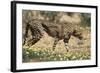 South Africa, Kalahari Gemsbok National Park, Cheetah Walks in Field of Flowers-Paul Souders-Framed Photographic Print