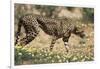 South Africa, Kalahari Gemsbok National Park, Cheetah Walks in Field of Flowers-Paul Souders-Framed Photographic Print