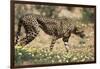 South Africa, Kalahari Gemsbok National Park, Cheetah Walks in Field of Flowers-Paul Souders-Framed Photographic Print