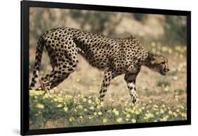 South Africa, Kalahari Gemsbok National Park, Cheetah Walks in Field of Flowers-Paul Souders-Framed Photographic Print