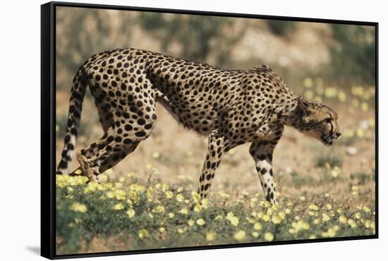 South Africa, Kalahari Gemsbok National Park, Cheetah Walks in Field of Flowers-Paul Souders-Framed Stretched Canvas
