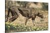 South Africa, Kalahari Gemsbok National Park, Cheetah Walks in Field of Flowers-Paul Souders-Stretched Canvas