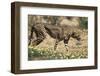 South Africa, Kalahari Gemsbok National Park, Cheetah Walks in Field of Flowers-Paul Souders-Framed Photographic Print