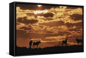 South Africa, Kalahari Gemsbok National Park, Gemsbok at Sunrise-Paul Souders-Framed Stretched Canvas