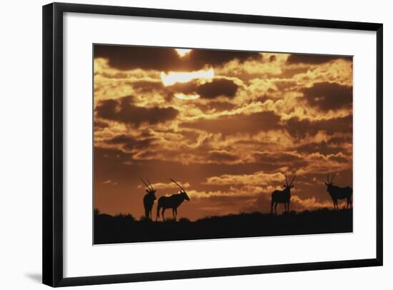 South Africa, Kalahari Gemsbok National Park, Gemsbok at Sunrise-Paul Souders-Framed Photographic Print