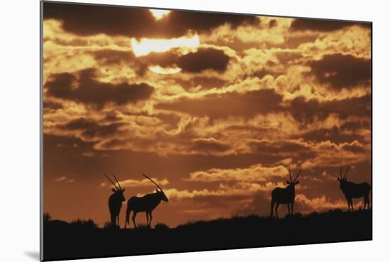 South Africa, Kalahari Gemsbok National Park, Gemsbok at Sunrise-Paul Souders-Mounted Photographic Print