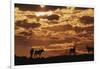 South Africa, Kalahari Gemsbok National Park, Gemsbok at Sunrise-Paul Souders-Framed Photographic Print