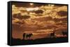 South Africa, Kalahari Gemsbok National Park, Gemsbok at Sunrise-Paul Souders-Framed Stretched Canvas